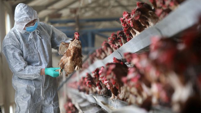 Shpërthen gripi i shpendëve në Greqi, Shqipëria ndalon importin e pulave të gjalla dhe mishin e tyre