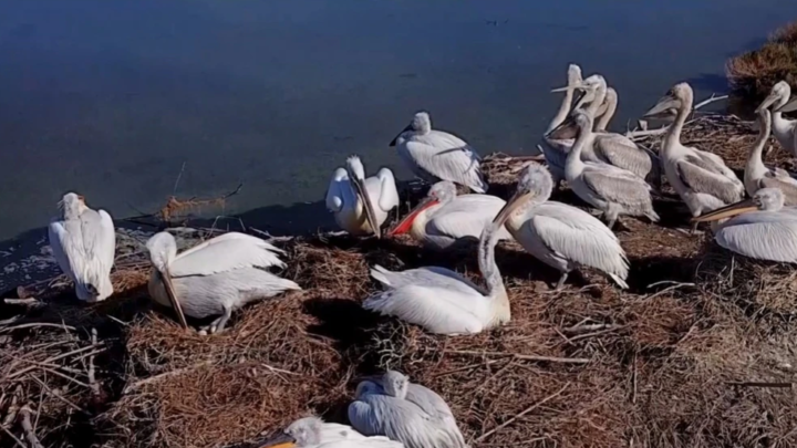 (VIDEO) Pandemia rriti numrin e “pelikanëve kaçurrel” në Karavasta