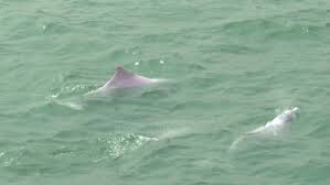 (VIDEO) Delfinët shpëtojnë notarin në Irlandë, kishte 12 orë në mes të detit