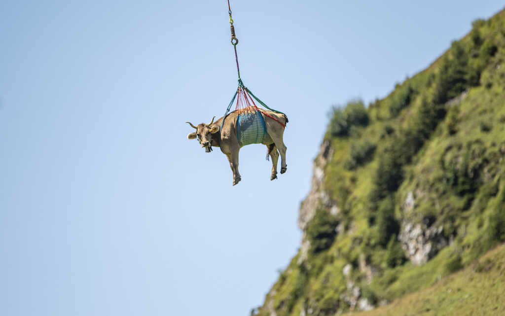 (VIDEO) Lopët “fluturojnë” në Alpet e Zvicrës