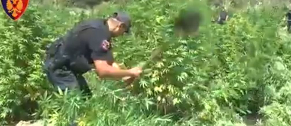 (VIDEO) Babë e bir plagosen teksa ruanin parcelën e hashashit, 3 persona shkuan për të vjedhur