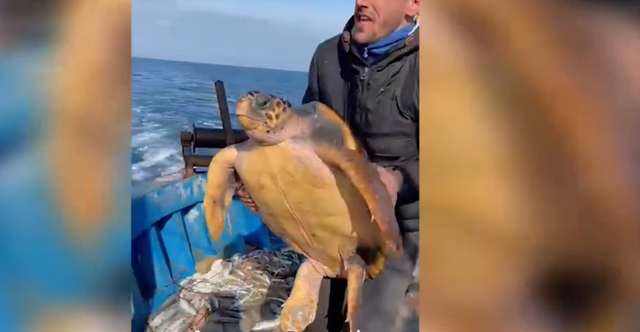 Vlorë, peshkatarët befasohen nga ajo që shikojnë në rrjetë (VIDEO)