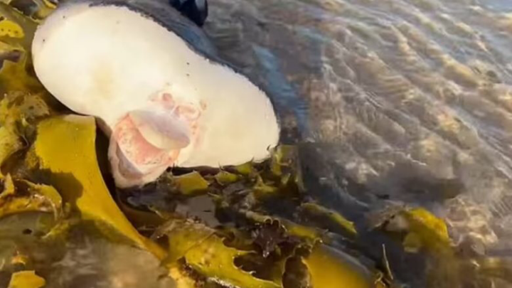 (VIDEO) Alien si krijesë detare? Kafsha e çuditshme me buzë njeriu shfaqet në Australi