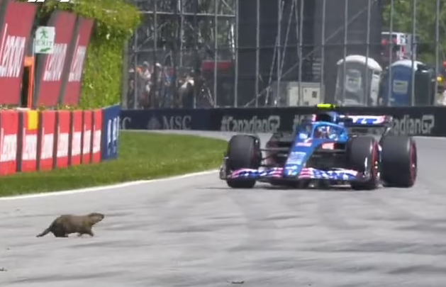 (VIDEO) E rrallë në pistën e Formula 1, brejtësi i del para makinës ndërsa piloti Sainz dhuron show në Montreal