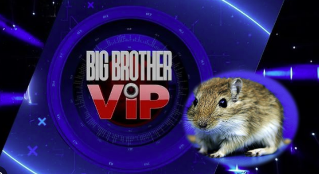 Miu lëviz lirshëm në oborrin e Big Brother VIP Albania