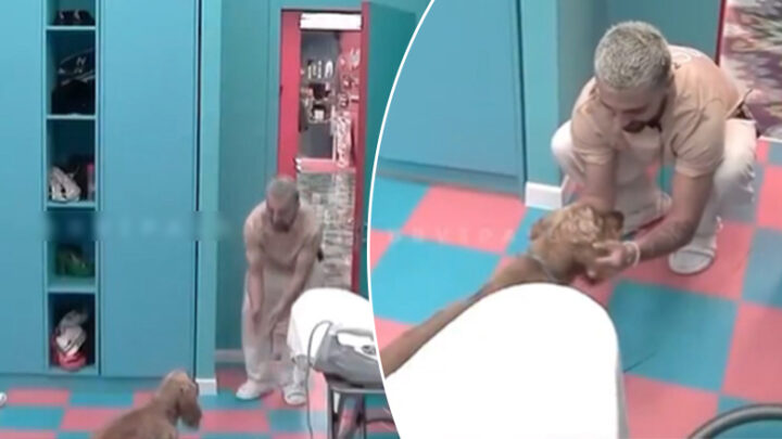 Gjesti zbret çmimin e madh, pasi nuk duron dot pa reaguar për qenin e tij