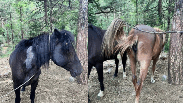 Horror në Malin e Llogarasë, qëllohen me armë gjahu 22 kuaj të lirë, dyshohet për konkurrencën mes guidave të turistëve