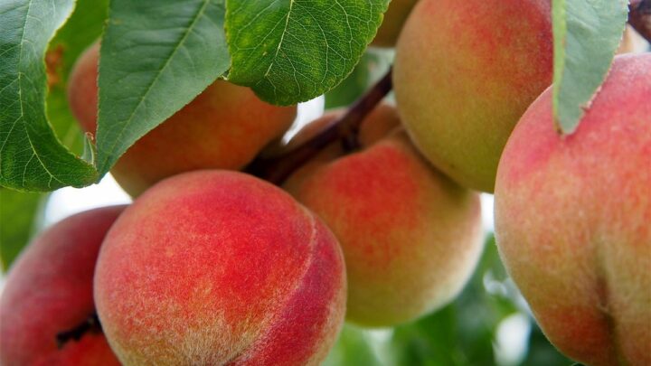 Bosnja bllokon pjeshkët e Fierit: Dalin me pesticid të rrezikshëm 