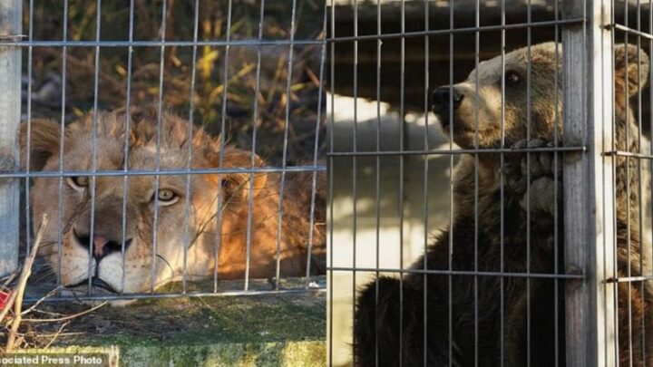 Shpëtohen Erioni dhe Flora, nga Tirana dërgohen në Gjermani